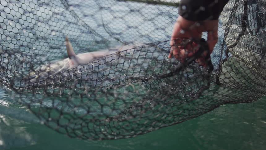 A fisherman carefully releases a large sturgeon from a net back into the water in slow motion