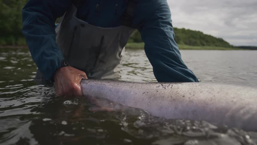 A fly fisherman wearing waders gently revives a large salmon in the river before releasing it