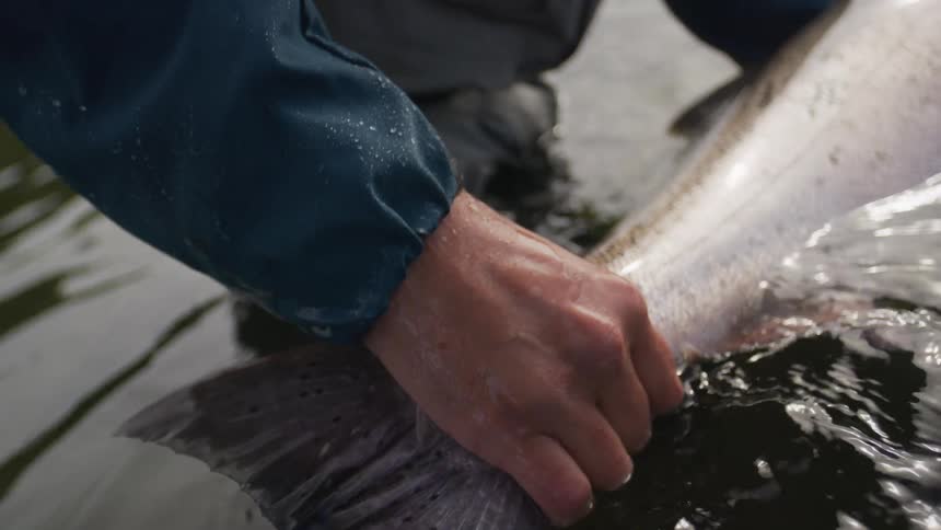 Close up in slow motion of a fisherman's hands holding a large salmon in the river before release