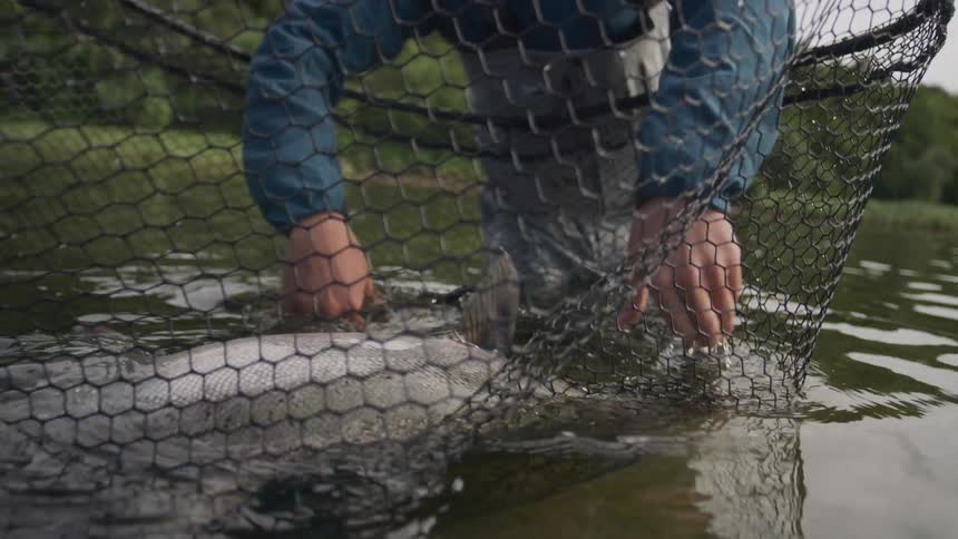 An angler carefully unhooks and releases a large fish from a net back into the river in slow motion