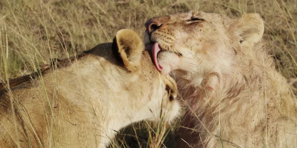 Two lions bathing each other