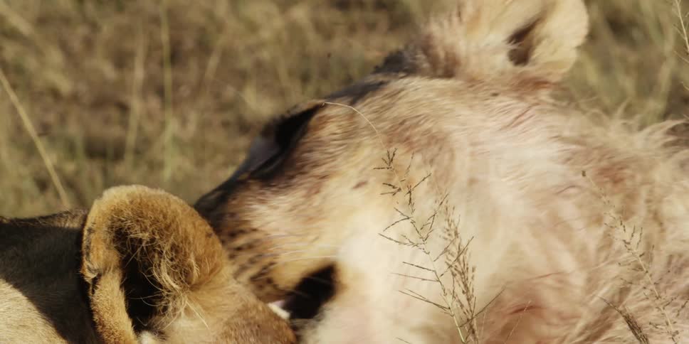 Lionesses licking and grooming each other