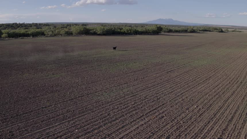 A cow wanders across a freshly plowed field