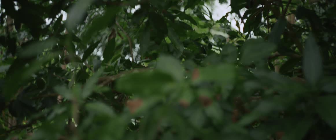 An abstract and disorienting point-of-view shot moving rapidly through blurry green forest foliage