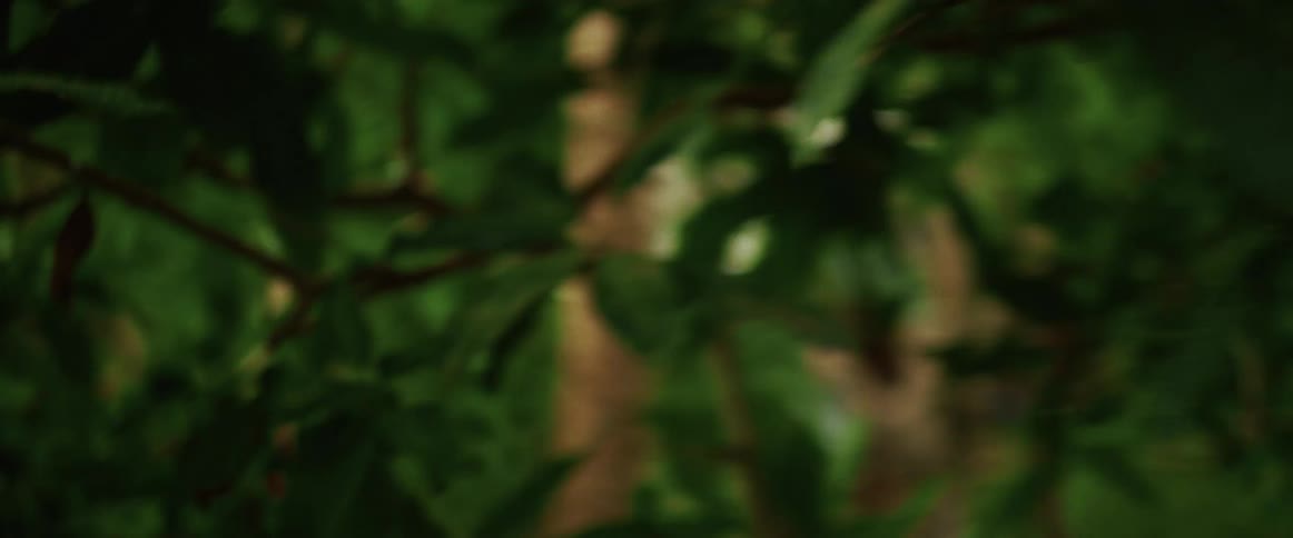 A disorienting point-of-view shot of falling or running frantically through the dense green foliage of a forest
