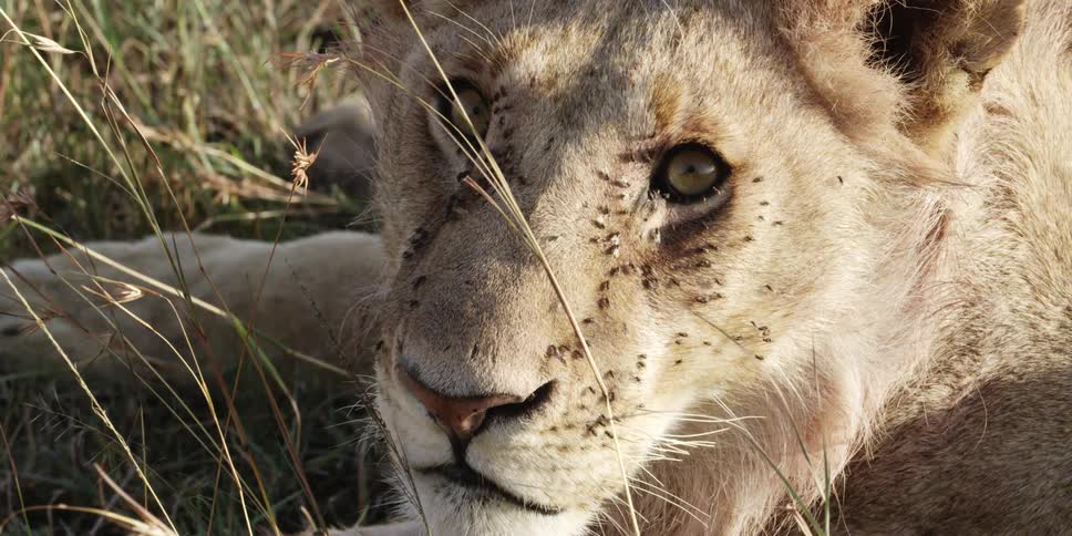 Close up of a lion's face with small insects gathered upon it