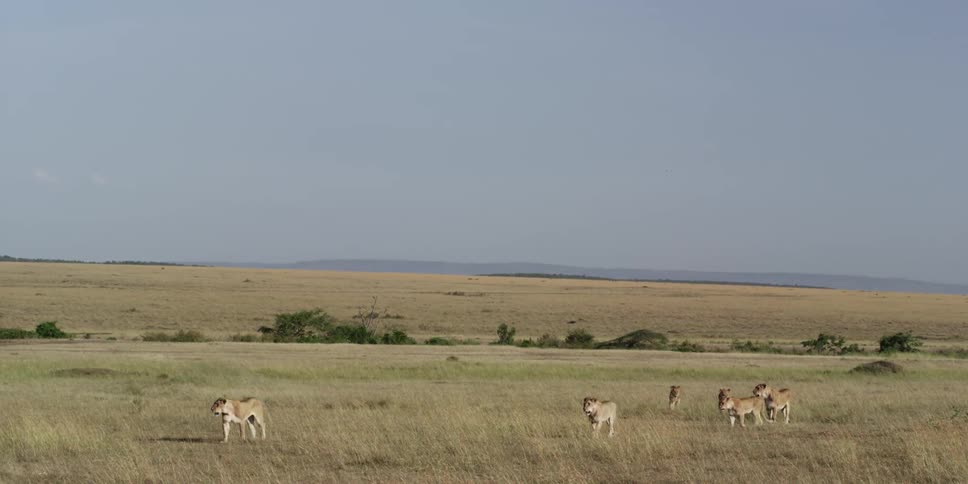A pack of lions walking