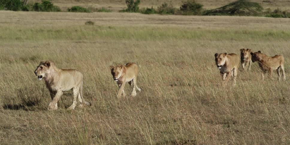 Lionesses walking through the savanna