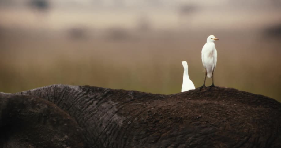 Two white cattle egrets stand peacefully atop the muddy back of a large elephant in the wild