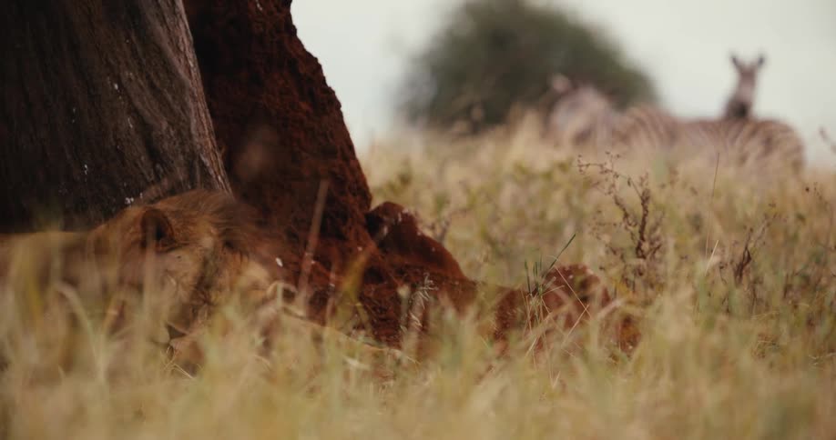 A male lion and lioness sleep in the tall grass as watchful zebras stand guard in the background on the African savanna