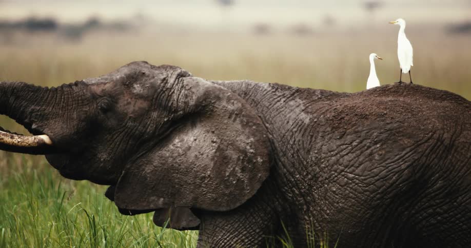 Two white cattle egrets stand peacefully on the back of an African elephant as it grazes in the savanna