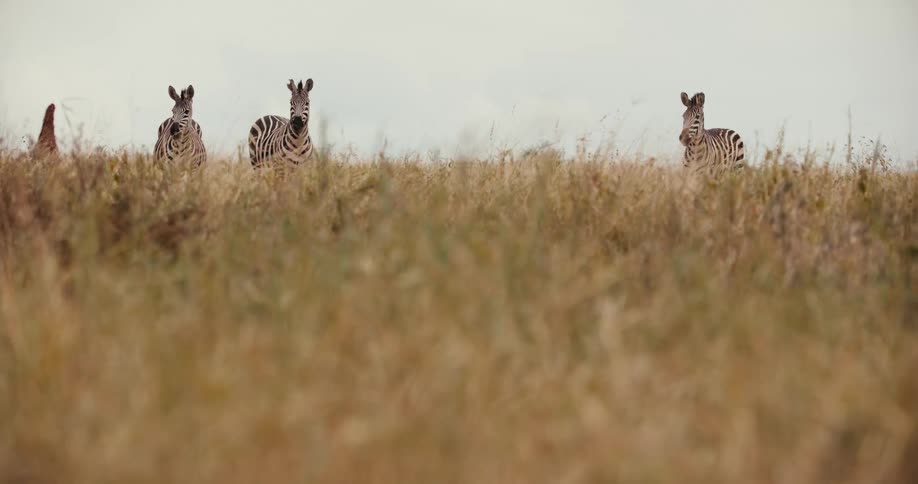 A trio of wild zebras peer over a grassy hill in the African savannah, curiously watching the camera