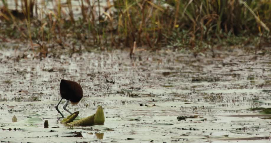A slow-motion close-up of an African Jacana bird walking across a marsh filled with lily pads while foraging for food