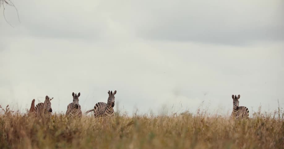 A herd of wild zebras on the African savanna turn to look at the camera in slow motion