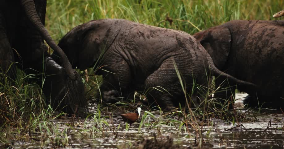 A baby elephant playfully submerges itself in the muddy waters of a swamp as its family grazes nearby in slow motion