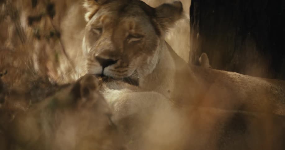 A loving lioness cleans her cub with her tongue as they cuddle together in the dappled sunlight of the African savanna