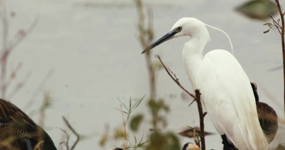 A little egret stands amongst other waterfowl by the calm waters of a lake