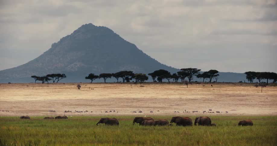 A majestic herd of elephants grazes on the vast African savanna with a large mountain in the background