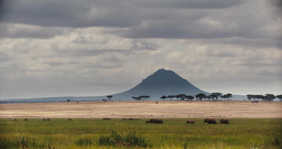 A herd of elephants graze peacefully on the vast Serengeti savanna under a cloudy sky with a large mountain in the distance
