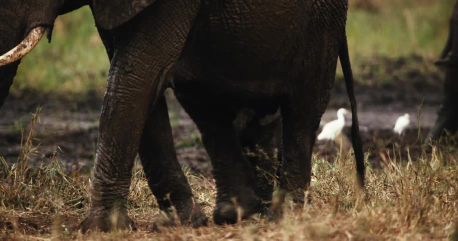 A tiny, muddy baby elephant follows closely behind its mother as they walk together through the grasslands in slow motion