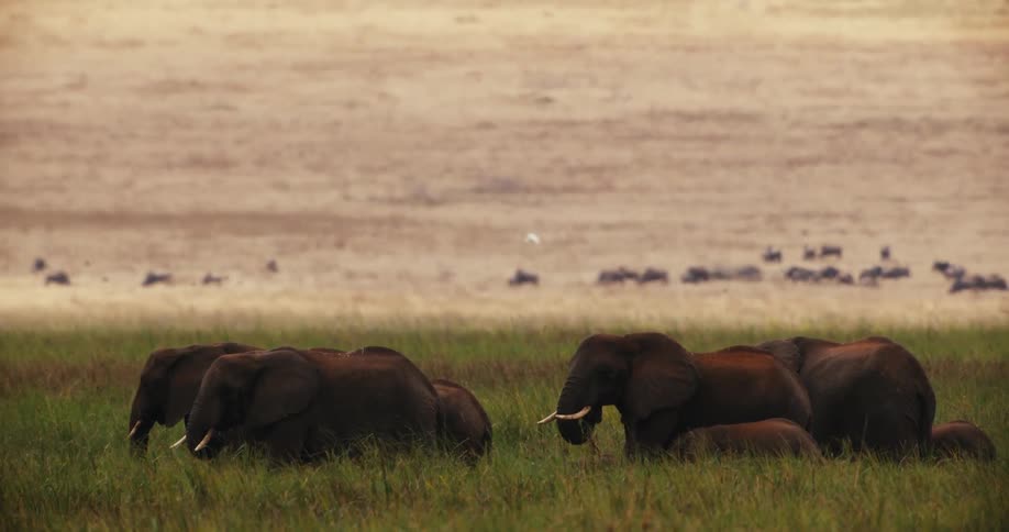 A family herd of African elephants graze peacefully in a lush green savanna with other wildlife visible in the distant plains