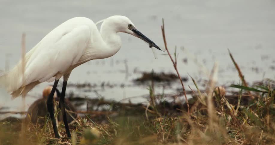A little egret catches and eats a dragonfly on a grassy riverbank in slow motion