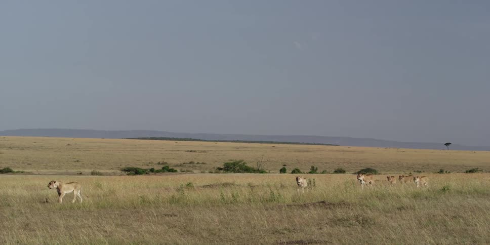 A pack of lions walking in a line