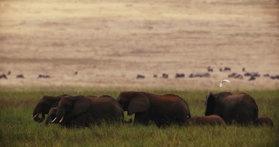 A herd of African elephants grazes peacefully in a grassy savanna as various birds fly gracefully around them in slow motion