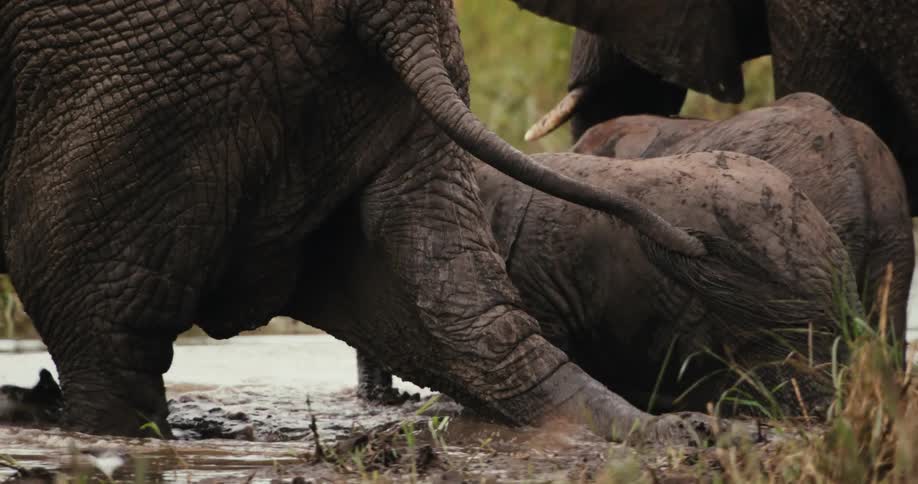 An elephant herd with a young calf plays and bathes together in a muddy watering hole in slow motion