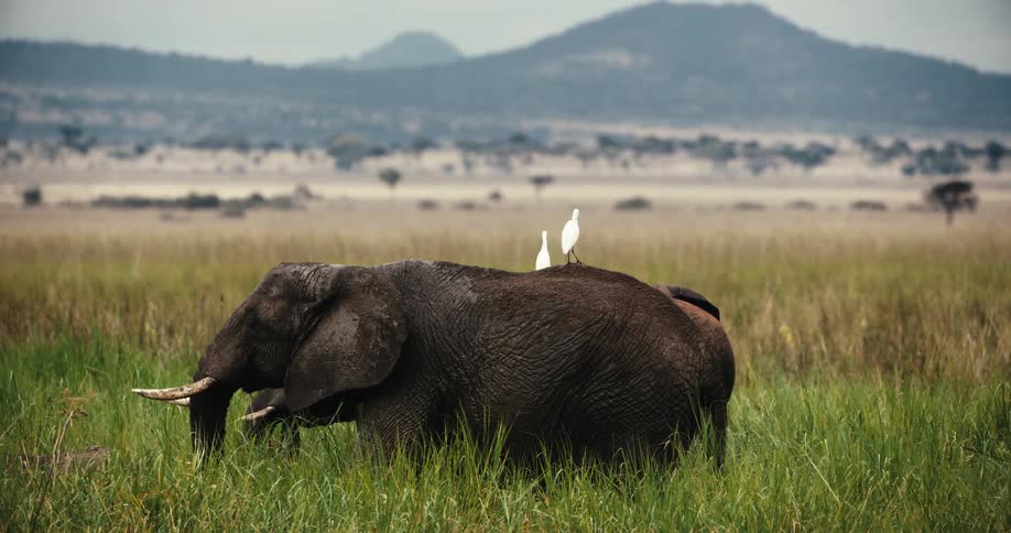 An African elephant peacefully grazes in a lush savanna with two white cattle egrets resting on its back