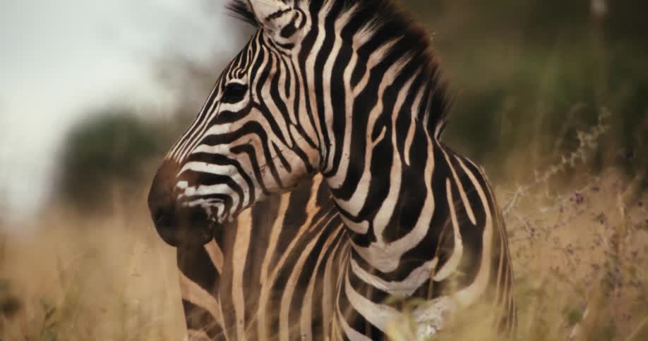 A majestic zebra with black and white stripes stands in the tall, golden savanna grass in slow motion