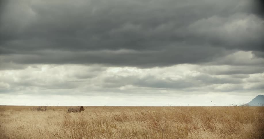 A majestic male lion sits in a vast golden savanna under a dramatic stormy sky with a distant mountain on the horizon