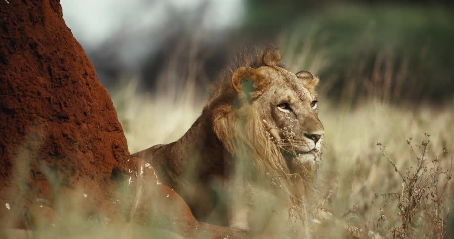A young male lion with a scruffy mane rests beside a large red termite mound in the tall, dry grass of the African savanna