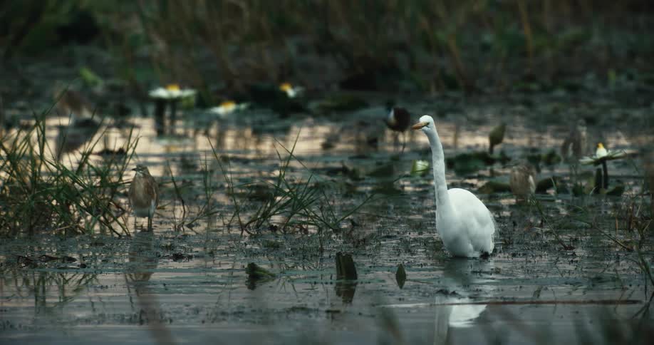 A majestic great egret stands peacefully in a shallow, murky marsh surrounded by other waterfowl and lily pads