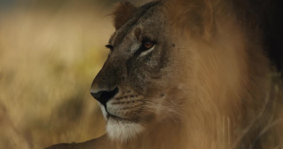 An intense close-up of a male lion's face as he stares off into the distance while resting in the grass