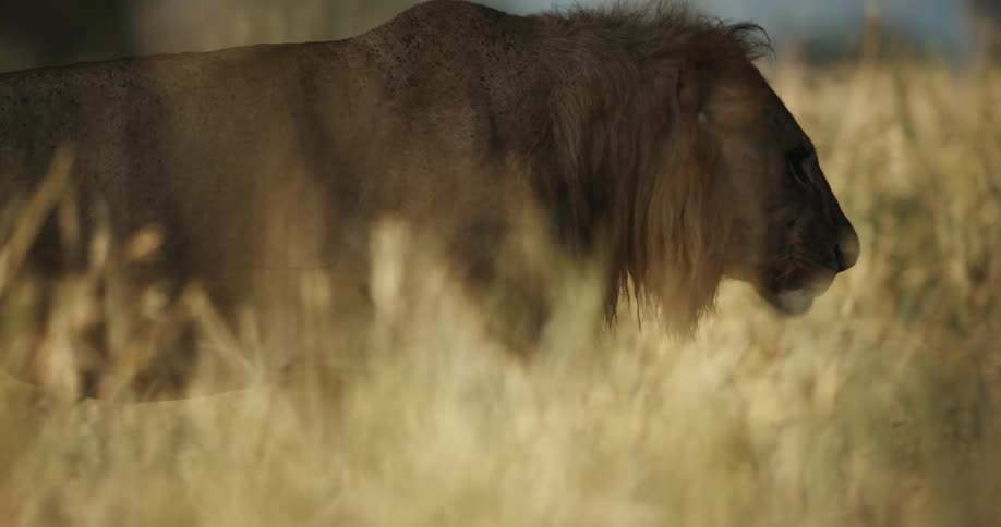 A majestic male lion walks slowly through the tall grass and greets his mate on the African savanna
