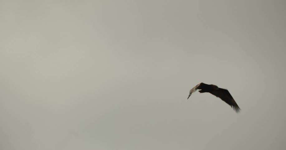 A large bird of prey gracefully soars in slow motion across a bleak, overcast sky