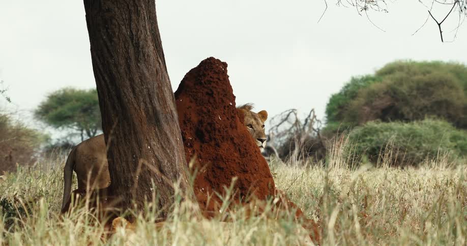 A cautious male lion peeks from behind a termite mound while his pride rests in the shade of an acacia tree on the savanna