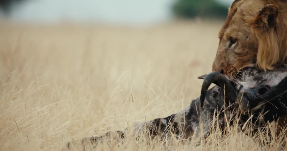 A powerful male lion drags his wildebeest kill through the tall grass of the savanna to eat