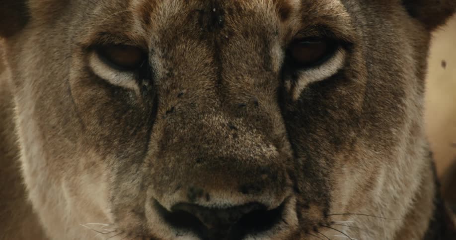 An intense and extreme close-up of a female lion's face as she looks into the camera