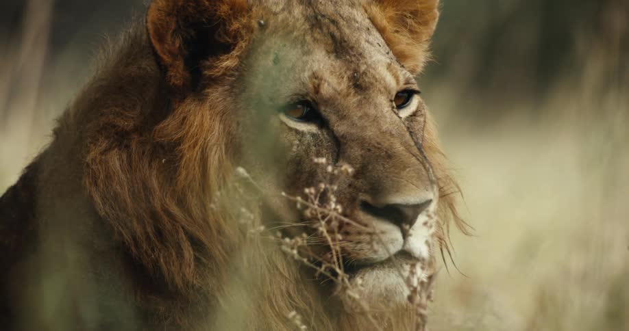 An intense close-up of a powerful male lion staring intently while resting in the tall grass