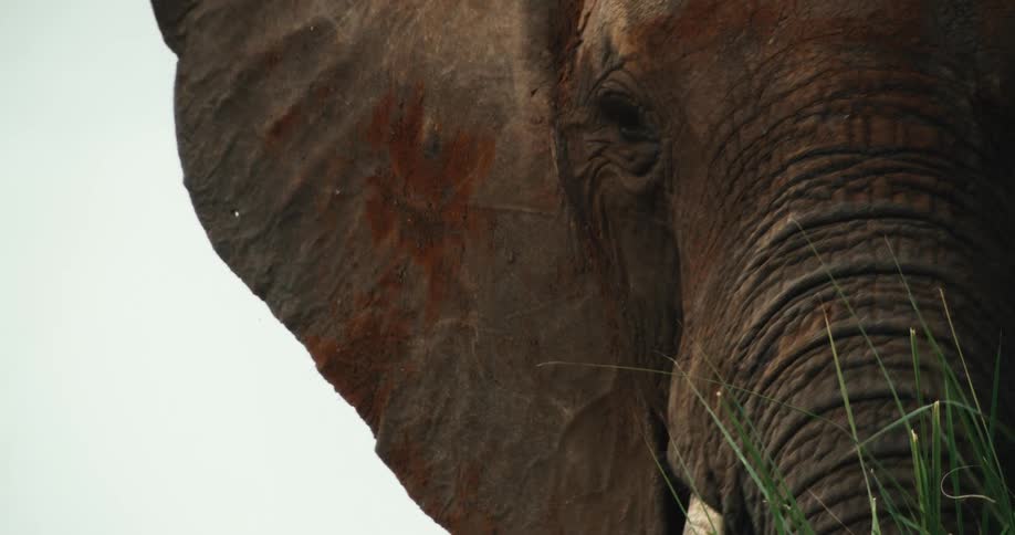 An extreme close-up reveals the incredible textured detail of an African elephant's face as it peacefully stands