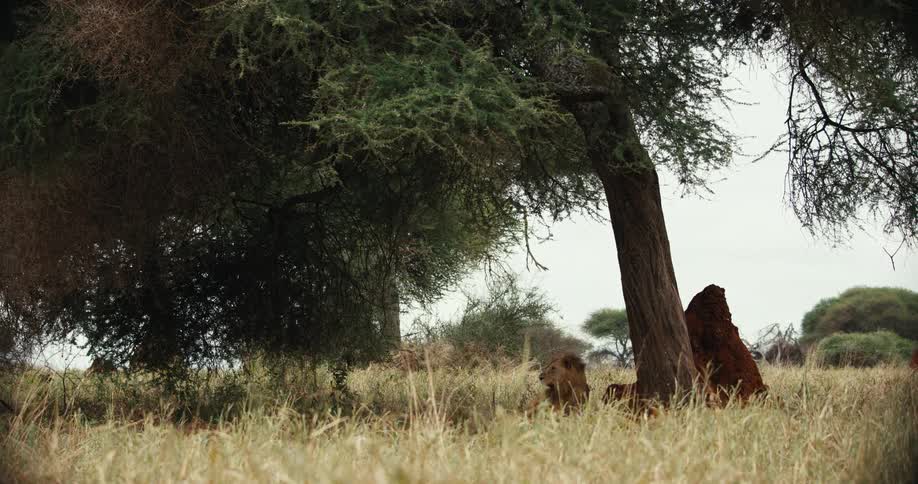 A majestic male lion and a lioness from a pride rest peacefully in the shade of an acacia tree on the African savanna