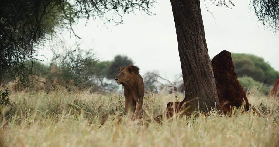 A watchful male lion stands guard over his resting pride in the tall grass of the African savanna