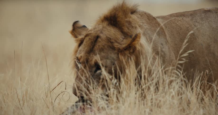 A male lion feasts on a kill, its head emerging from the tall, dry savanna grass in an intense slow-motion reveal