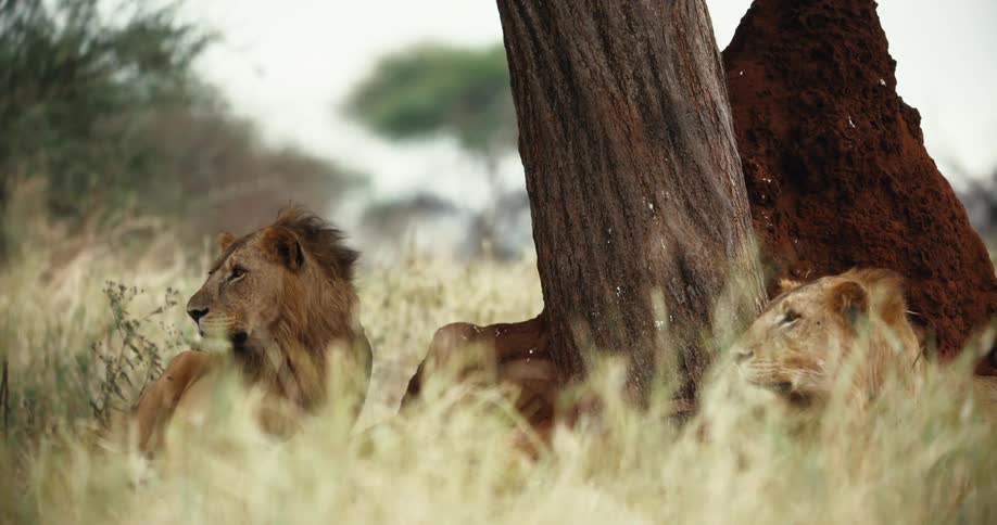 Two young male lions rest in the tall grass next to a large tree and a termite mound in the African savanna