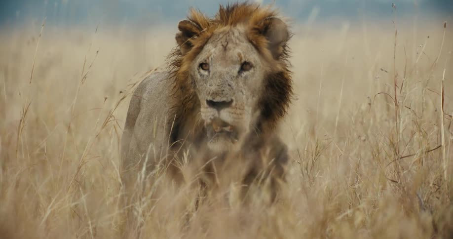A majestic, battle-scarred male lion stares intently from the tall, dry grass of the windy savanna