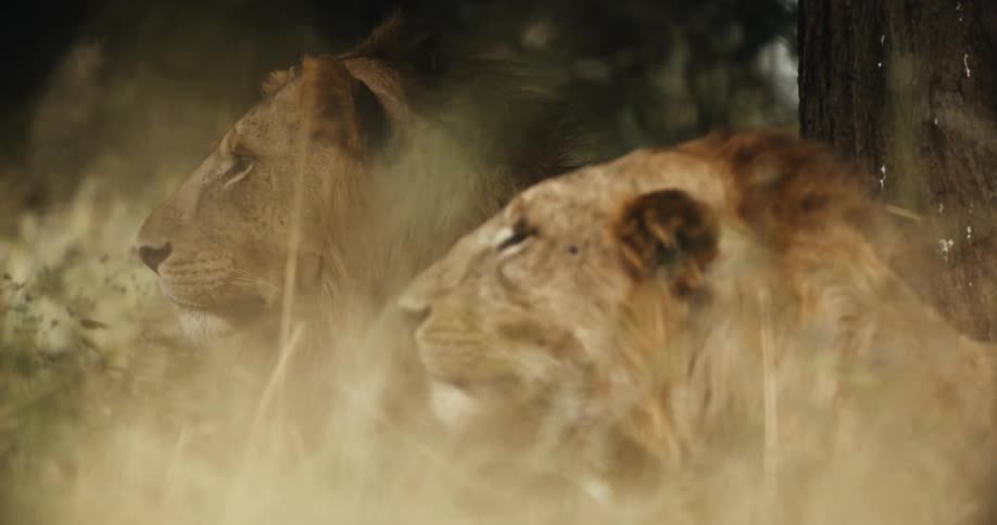 A serene close-up of two majestic male lions resting side-by-side in the tall, wind-swept savanna grass
