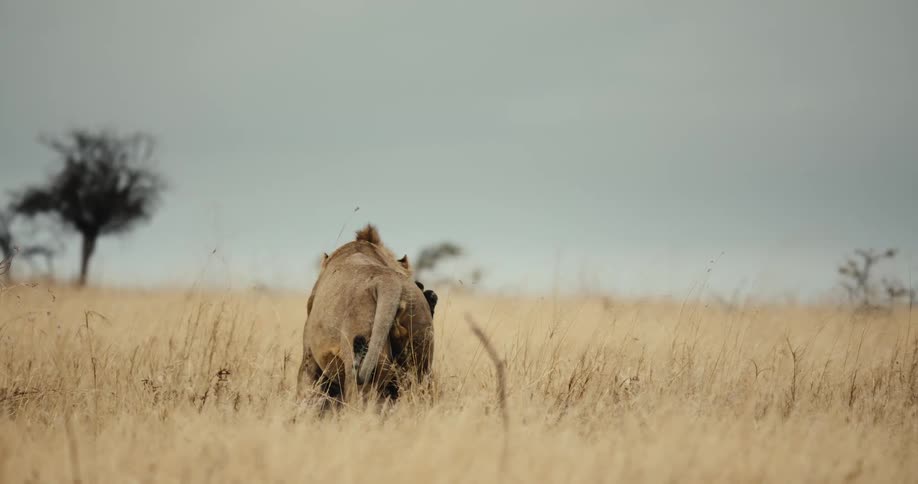 Seen from behind, a powerful lion feasts on its fresh kill amidst the tall golden grasses of the African savanna