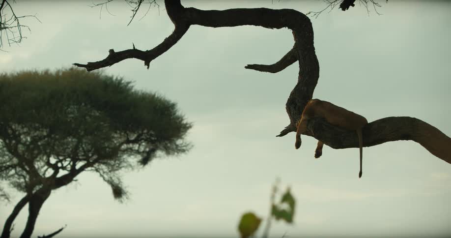 A serene lioness sleeps peacefully on a large, gnarled tree branch in the African savanna at dusk